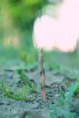 正安寺(神奈川県)
