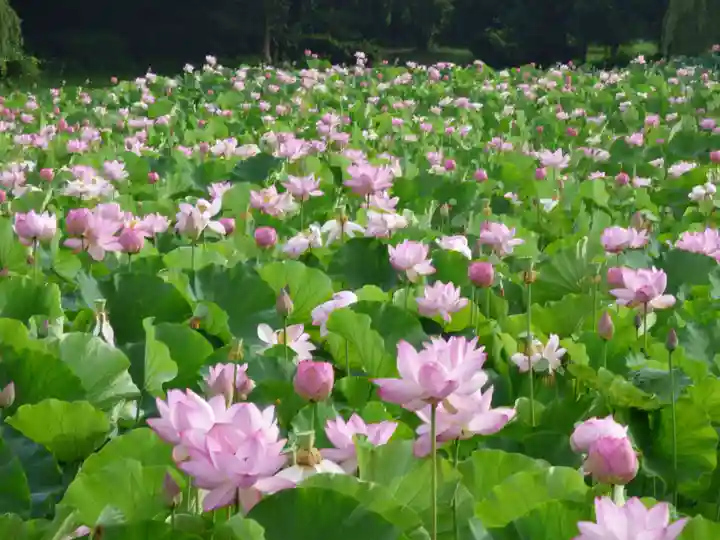 長谷寺(古河長谷観音)(茨城県)