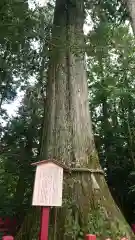 箱根神社の歴史