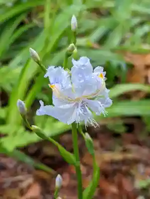 十輪寺(京都府)