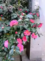 秋葉神社(東京都)