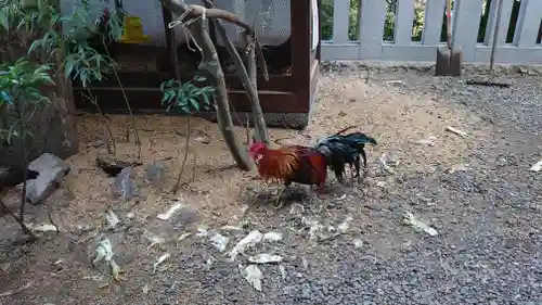 大甕神社の動物