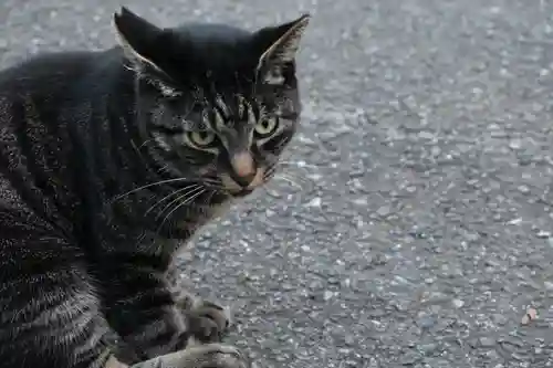 秩父御嶽神社の動物