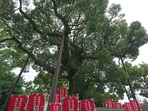 楠珺社（住吉大社末社）の自然