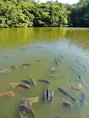 賢沼寺（沼ノ内弁財天）の動物