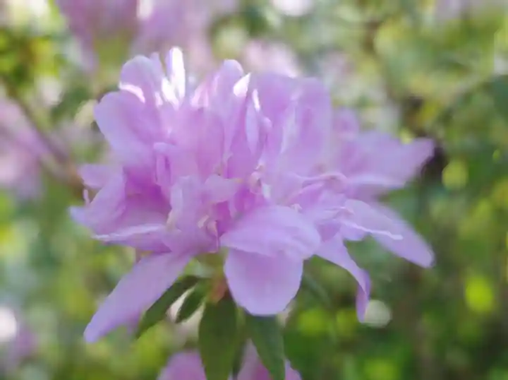 志波彦神社・鹽竈神社の自然