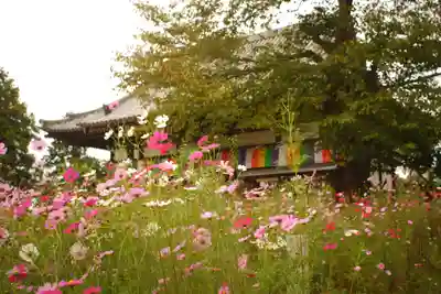般若寺 ❁﻿コスモス寺❁(奈良県)