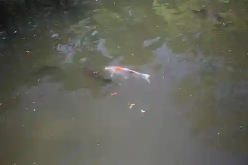 越ヶ谷久伊豆神社(埼玉県)