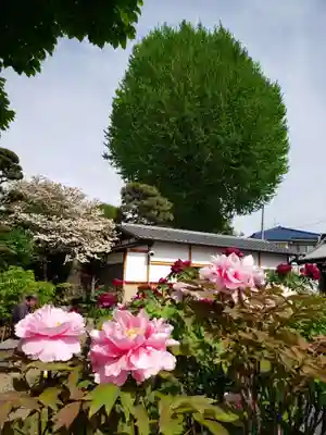 禅定院(東京都)