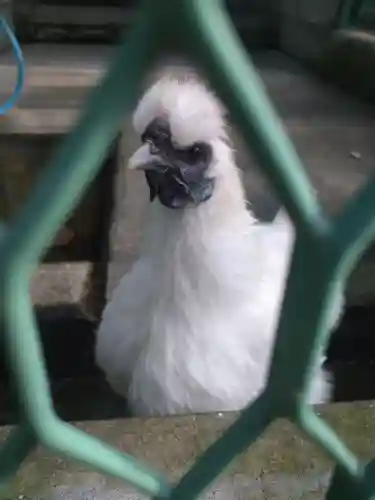 阿智神社の動物
