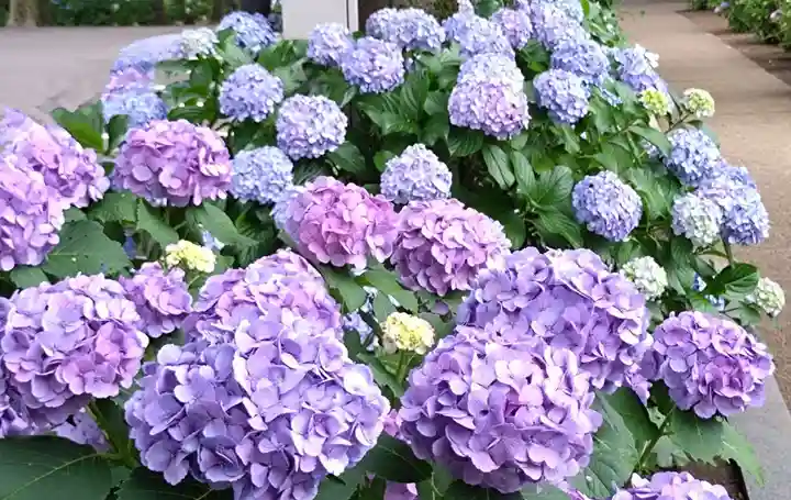 妙法寺(東京都)