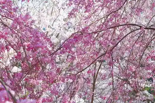 大神神社の自然