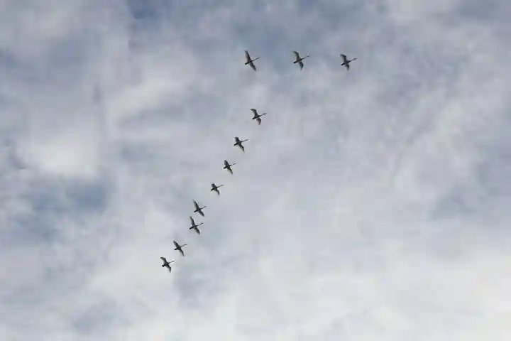 豊景神社の動物