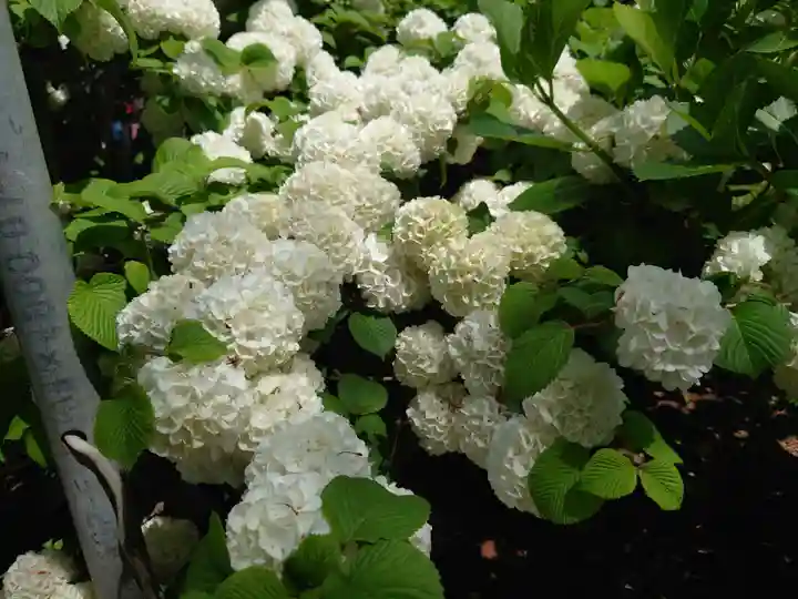 賀茂別雷神社(栃木県)