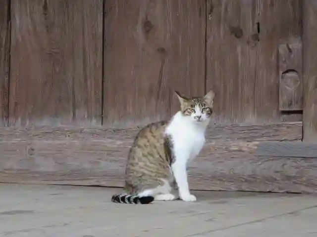 智恩寺(京都府)