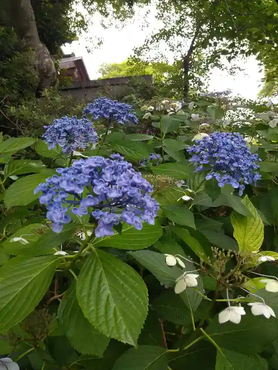 阿智神社の自然