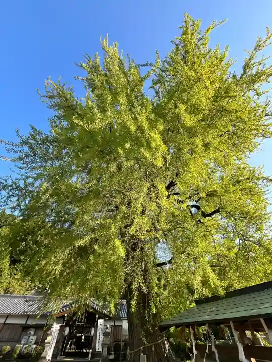 丹生酒殿神社の{uncategorized: "未分類", other: "その他", undefined: "問題あり", building: "その他建物", grave: "お墓", sacred_gate: "鳥居", guardian: "狛犬", statue: "像", buddha: "仏像", history: "歴史", nature: "自然", garden: "庭園", animal: "動物", pagoda: "塔", temizu: "手水舎", mountain_gate: "山門・神門", sanctuary: "本殿・本堂", subordinate: "末社・摂社", art: "芸術", scenery: "景色", jizo: "地蔵", ema: "絵馬", goshuin: "御朱印", omikuji: "おみくじ", items: "授与品その他", amulet: "お守り", goshuincho: "御朱印帳", eats: "食事", festival: "お祭り", votive_dance: "神楽", shichigosan: "七五三参", wedding: "結婚式", experience: "体験その他", initially: "初詣", around: "周辺", anti_infection: "感染症対策"}