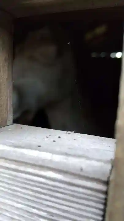 香取稲荷神社のその他建物