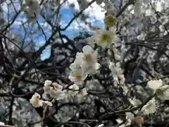 湯島天満宮(東京都)