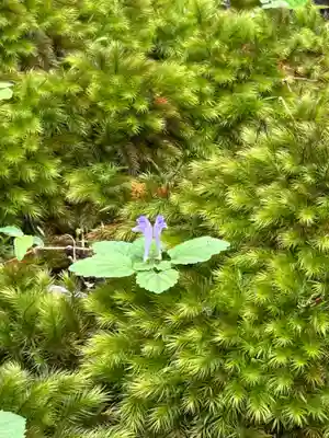 平泉寺白山神社(福井県)