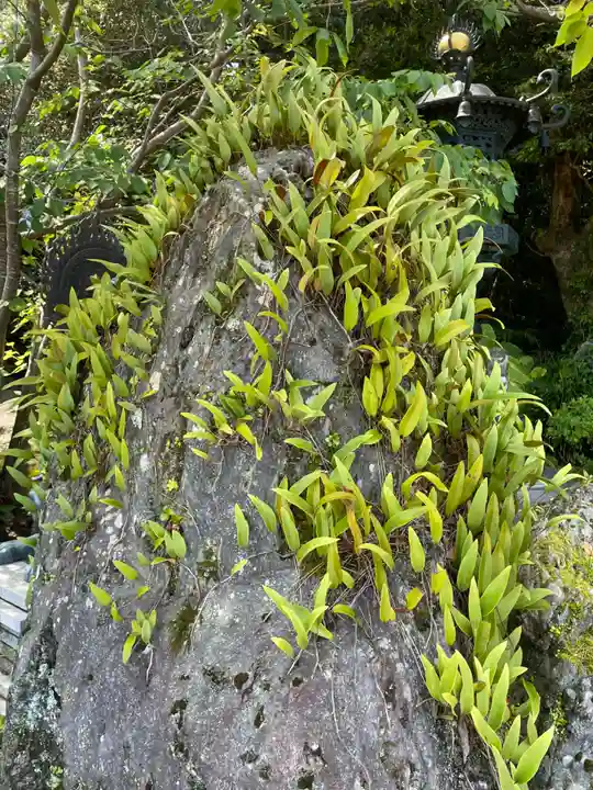 金剛福寺(高知県)