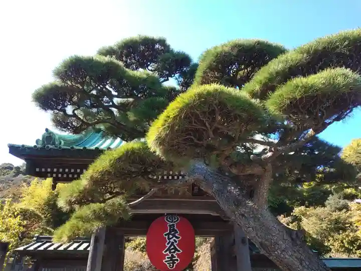 長谷寺の山門・神門