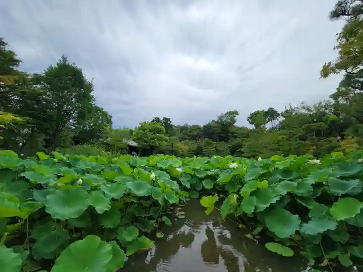 法金剛院の自然