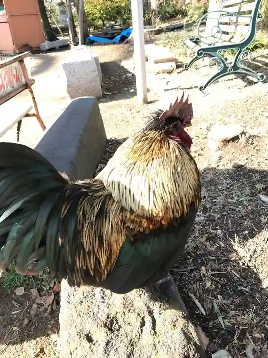 飯香岡八幡宮の動物