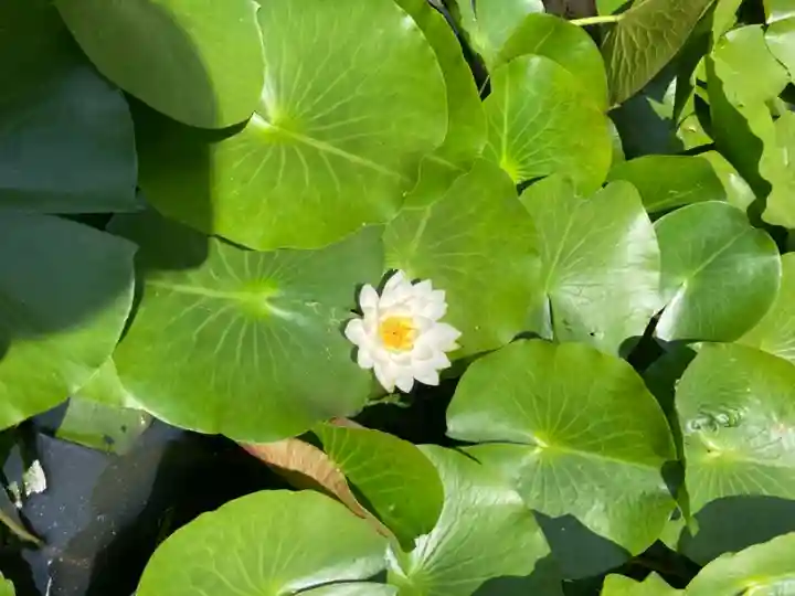 天台宗 長窪山 正覚寺の自然