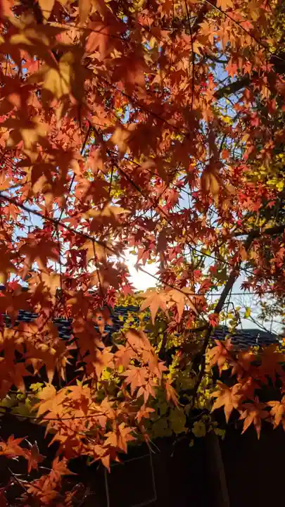 星大明社の自然