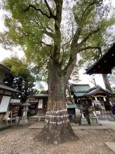 猿田彦神社の自然