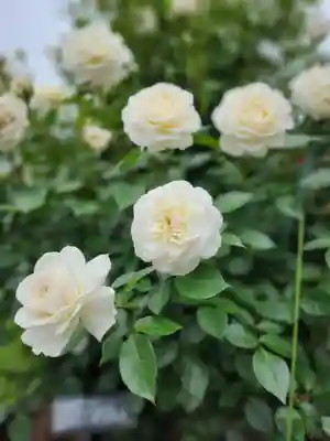 子安神社(茨城県)