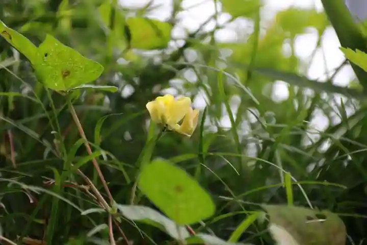 大六天麻王神社の自然