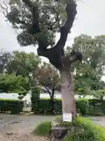 愛染堂勝鬘院の自然