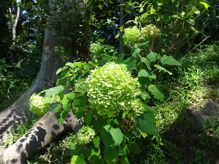 弥生神社の自然