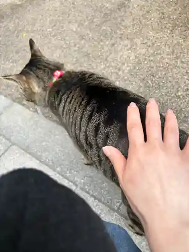 華下天滿神社の動物