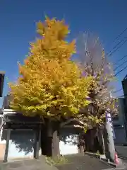 亀戸天神社の自然