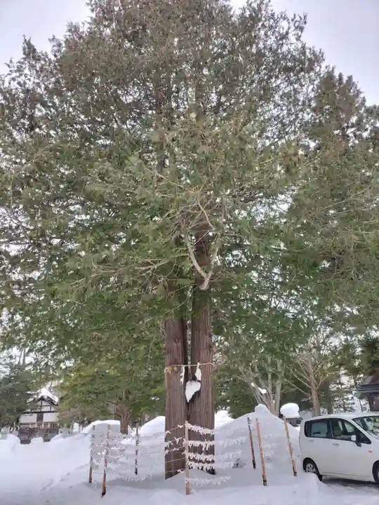 琴似神社の自然
