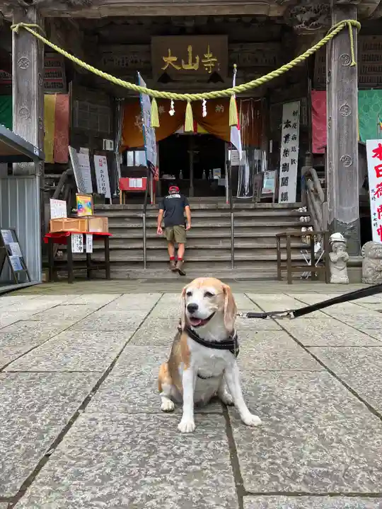 大山寺の動物