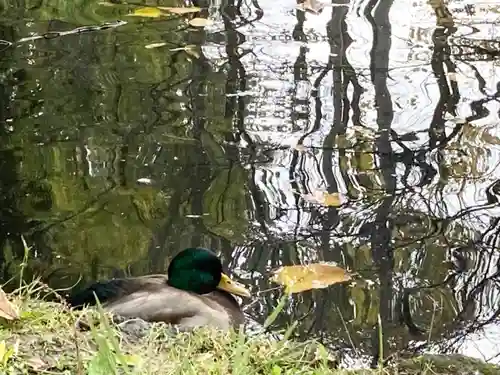 永山神社の動物
