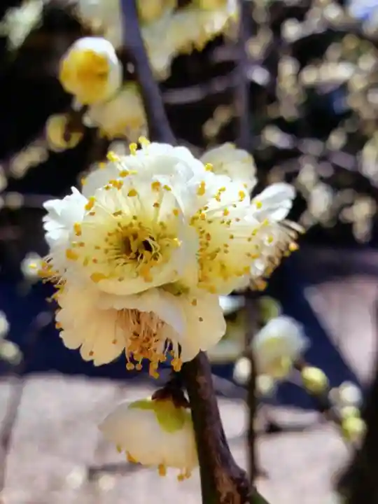 布多天神社(東京都)