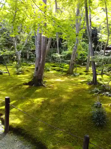 祇王寺の庭園