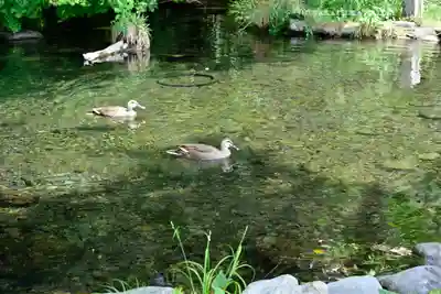 日吉神社(東京都)