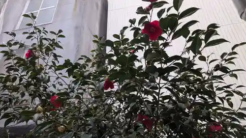 専念寺の自然