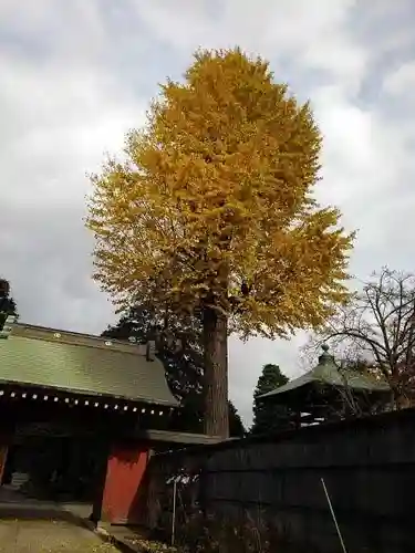 安養寺の山門