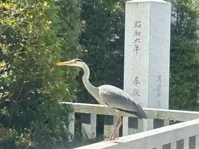 寒川神社の{uncategorized: "未分類", other: "その他", undefined: "問題あり", building: "その他建物", grave: "お墓", sacred_gate: "鳥居", guardian: "狛犬", statue: "像", buddha: "仏像", history: "歴史", nature: "自然", garden: "庭園", animal: "動物", pagoda: "塔", temizu: "手水舎", mountain_gate: "山門・神門", sanctuary: "本殿・本堂", subordinate: "末社・摂社", art: "芸術", scenery: "景色", jizo: "地蔵", ema: "絵馬", goshuin: "御朱印", omikuji: "おみくじ", items: "授与品その他", amulet: "お守り", goshuincho: "御朱印帳", eats: "食事", festival: "お祭り", votive_dance: "神楽", shichigosan: "七五三参", wedding: "結婚式", experience: "体験その他", initially: "初詣", around: "周辺", anti_infection: "感染症対策"}