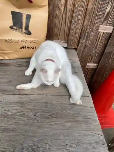 梅宮大社の動物