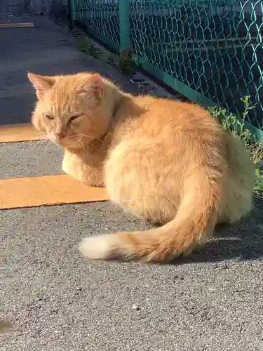 一畑山薬師寺 名古屋別院の動物