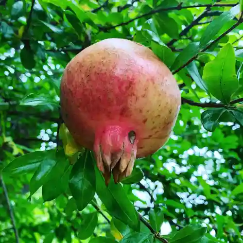 豊景神社の自然