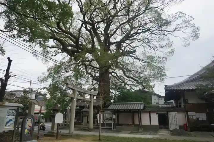新熊野神社の自然